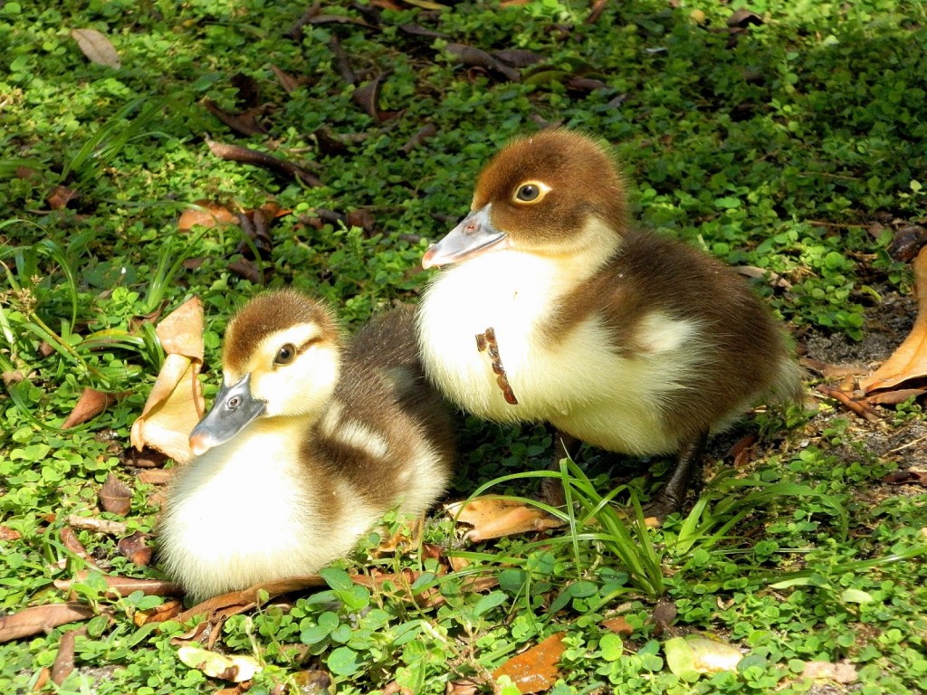 Can Muscovy Ducks Survive Winter At Andrew Carr Blog