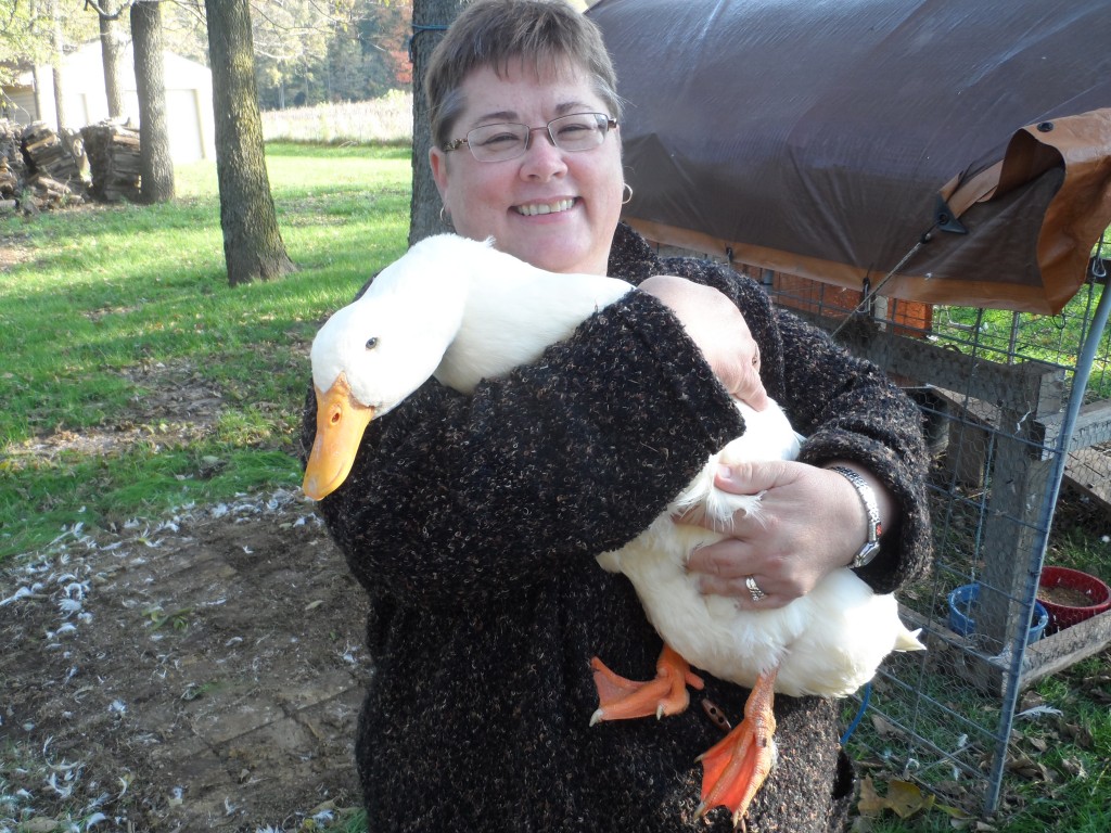 Pekins | Backyard Ducks