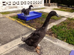 backyard runner ducks